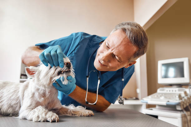 Best Emergency Dental Care for Sports Injuries in Rutherford, PA